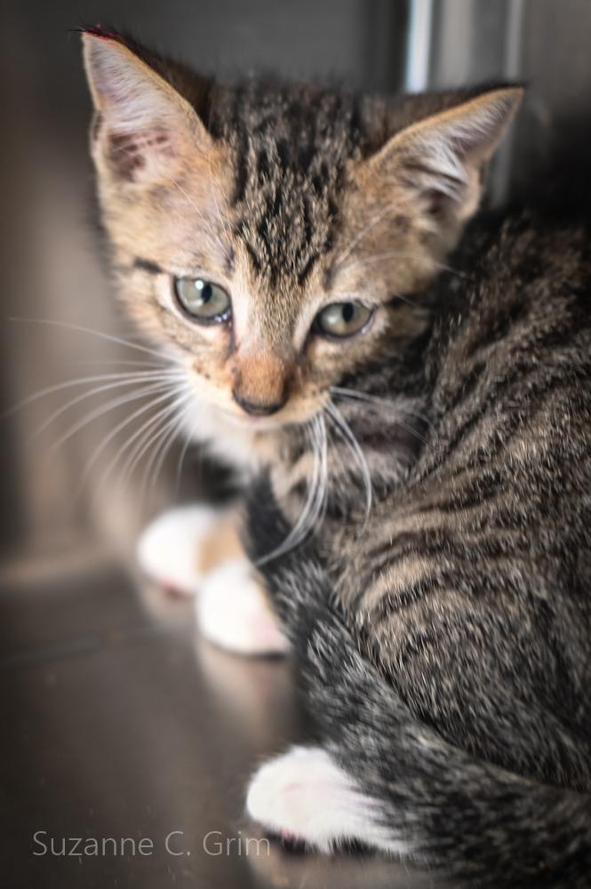 Gambit, a Adoptable mixed breed in New Orleans, LA image 3/3