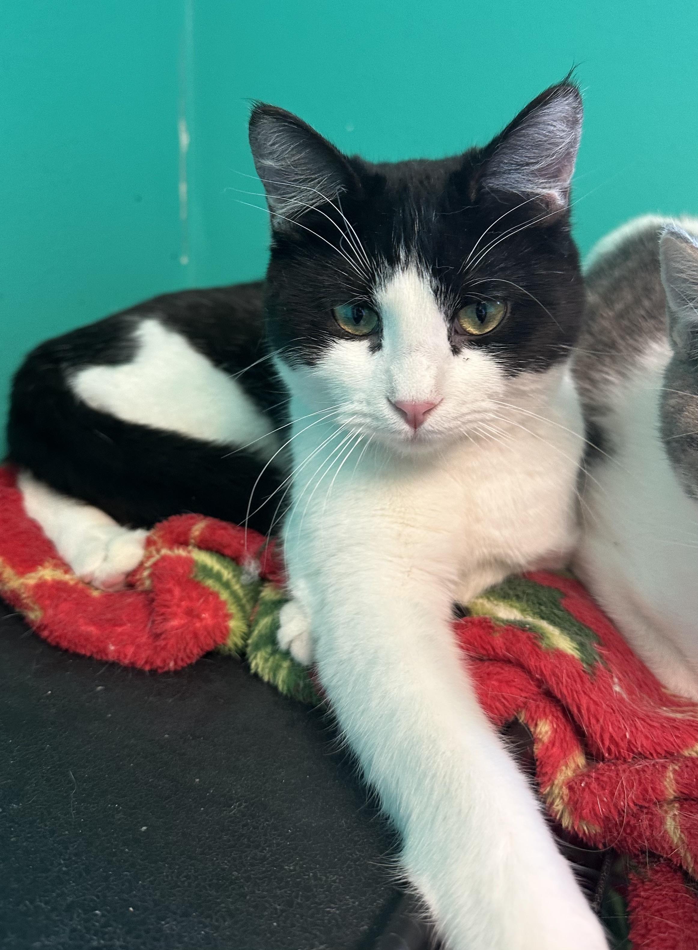 Grier, a ADOPTABLE Domestic Short Hair in Brookings, SD image 3/3