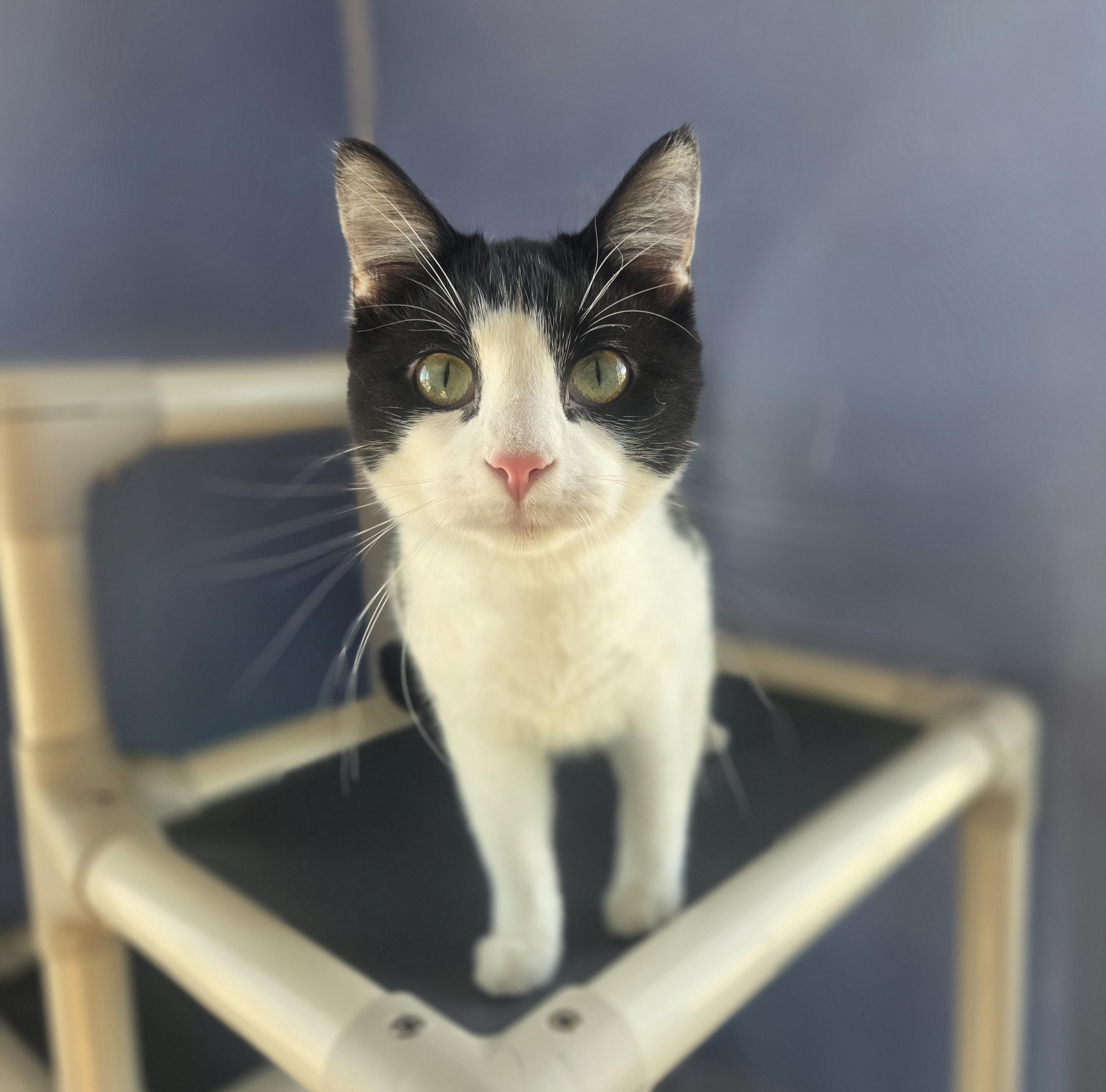 Grier, ADOPTABLE, Young Female Domestic Short Hair.