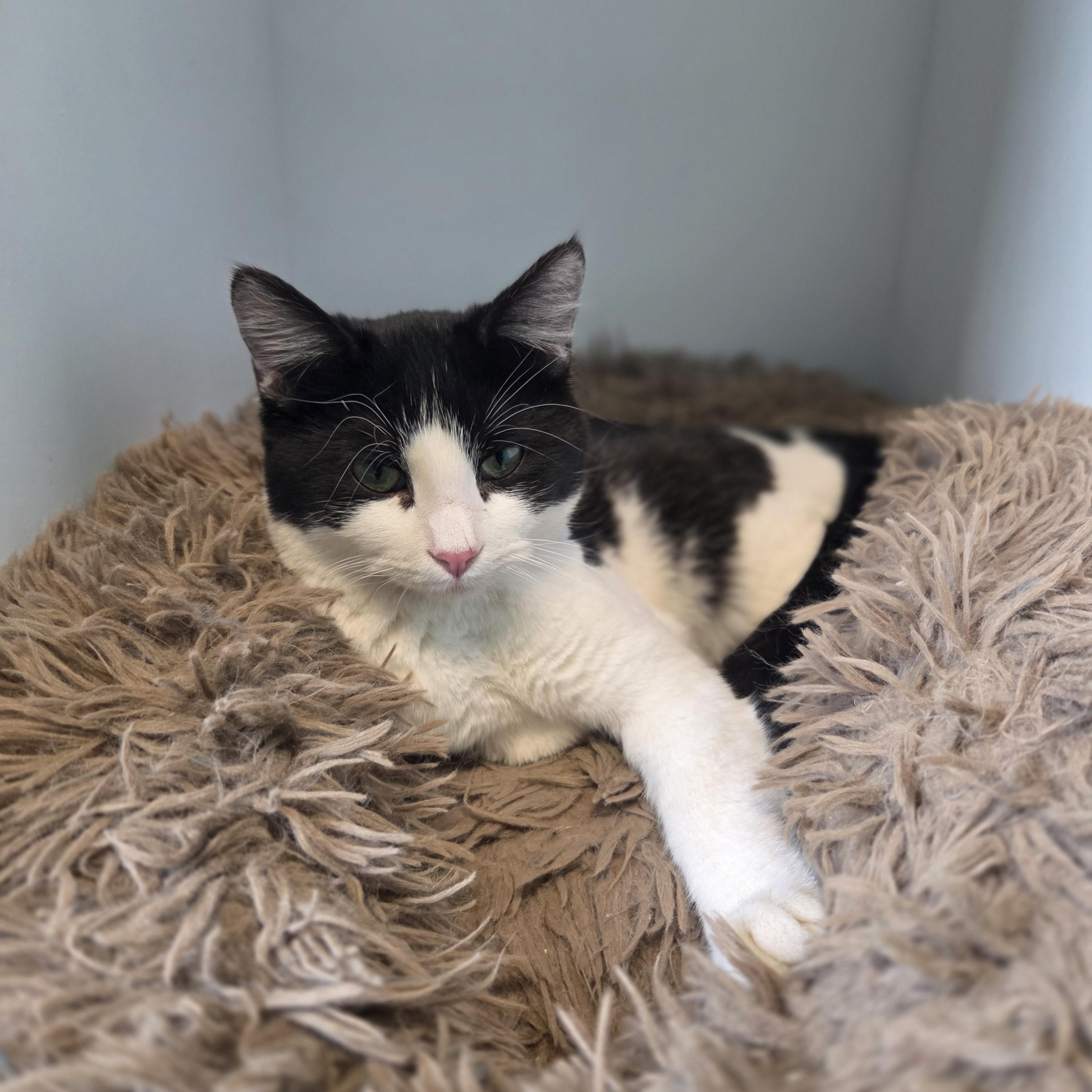 Grier, a ADOPTABLE Domestic Short Hair in Brookings, SD image 1/3