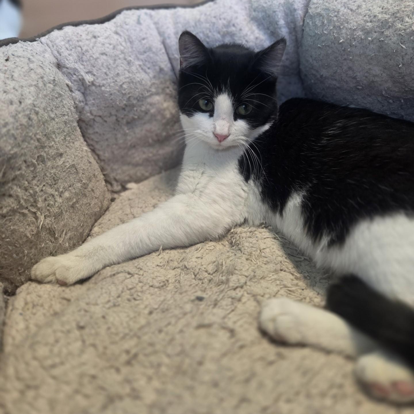 Grier, a ADOPTABLE Domestic Short Hair in Brookings, SD image 2/3