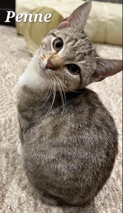 Enlarge Penne, a Adoptable Domestic Short Hair in Greenwood, IN image 3/3