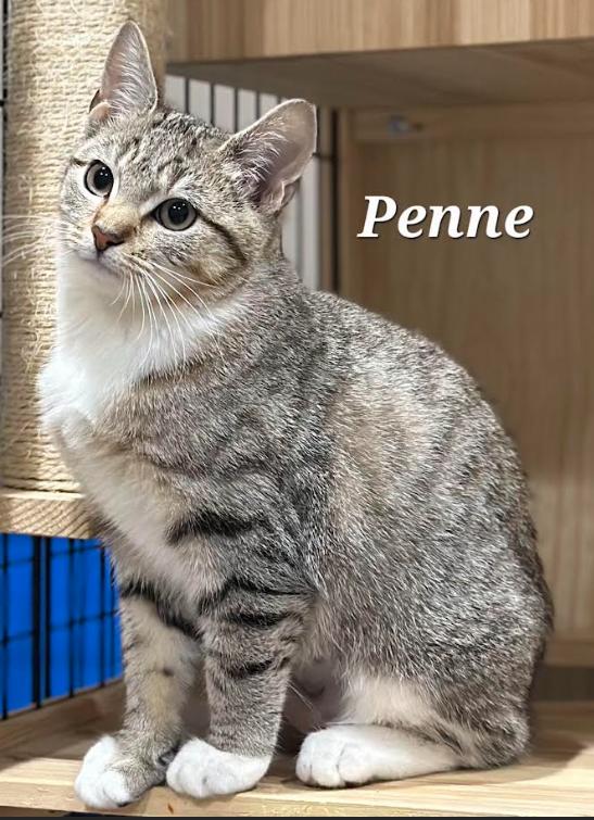 Enlarge Penne, a Adoptable Domestic Short Hair in Greenwood, IN image 2/3
