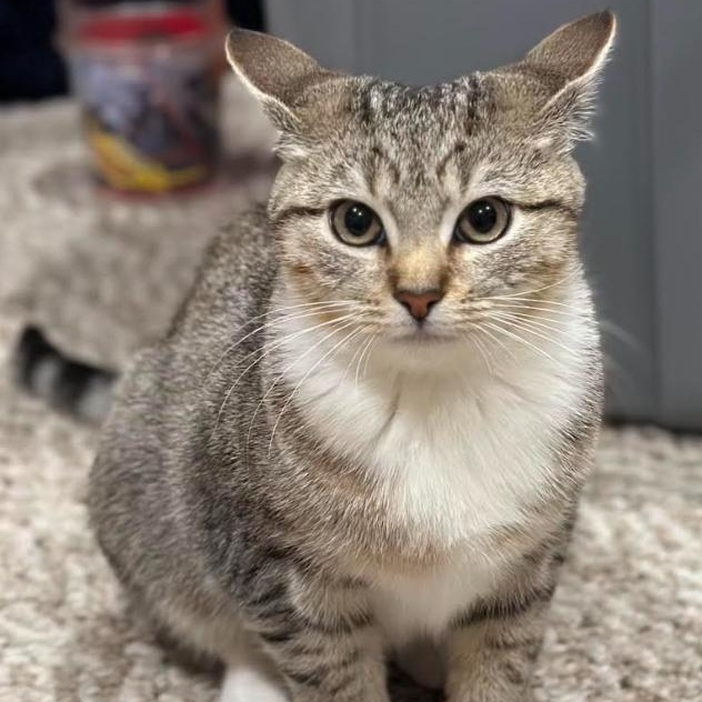 Penne, Adoptable, Kitten Female Domestic Short Hair.