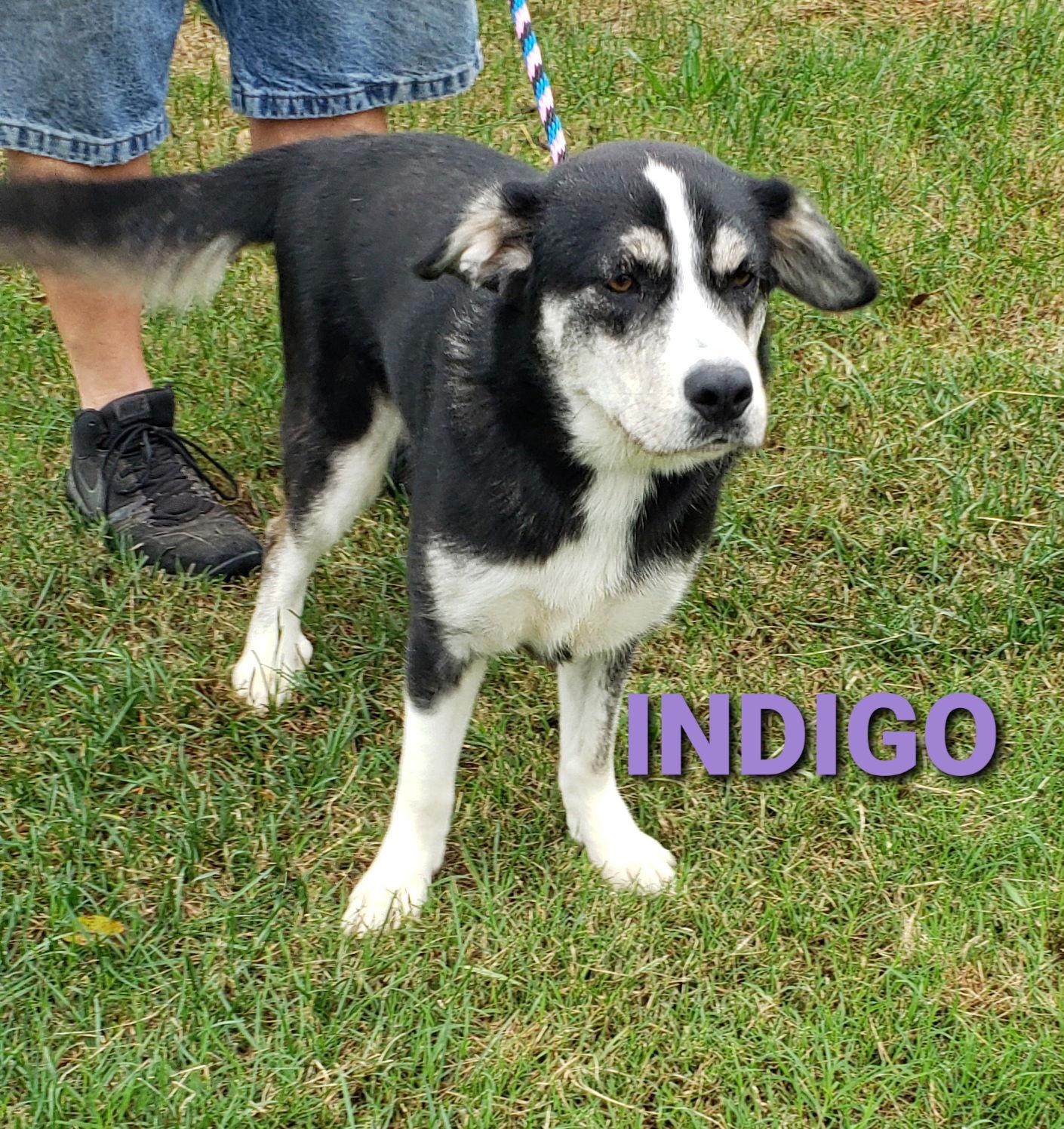 Enlarge Indigo, a Adoptable mixed breed in Seaford, DE image 2/3