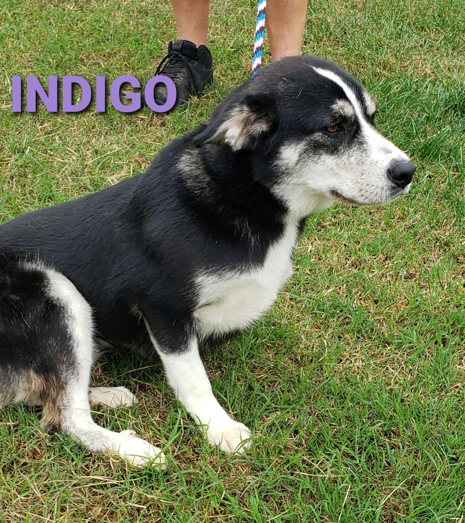 Enlarge Indigo, a Adoptable mixed breed in Seaford, DE image 3/3