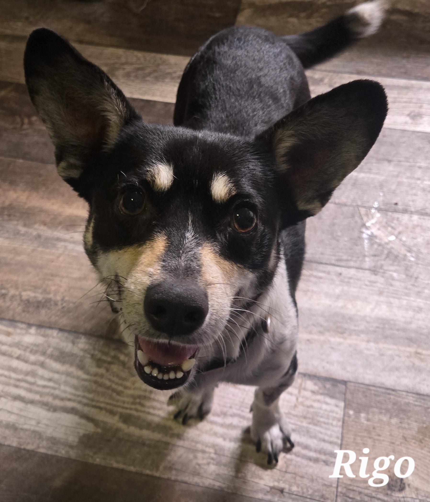 Enlarge Rigo, a Adoptable mixed breed in Ashland, VA image 2/2