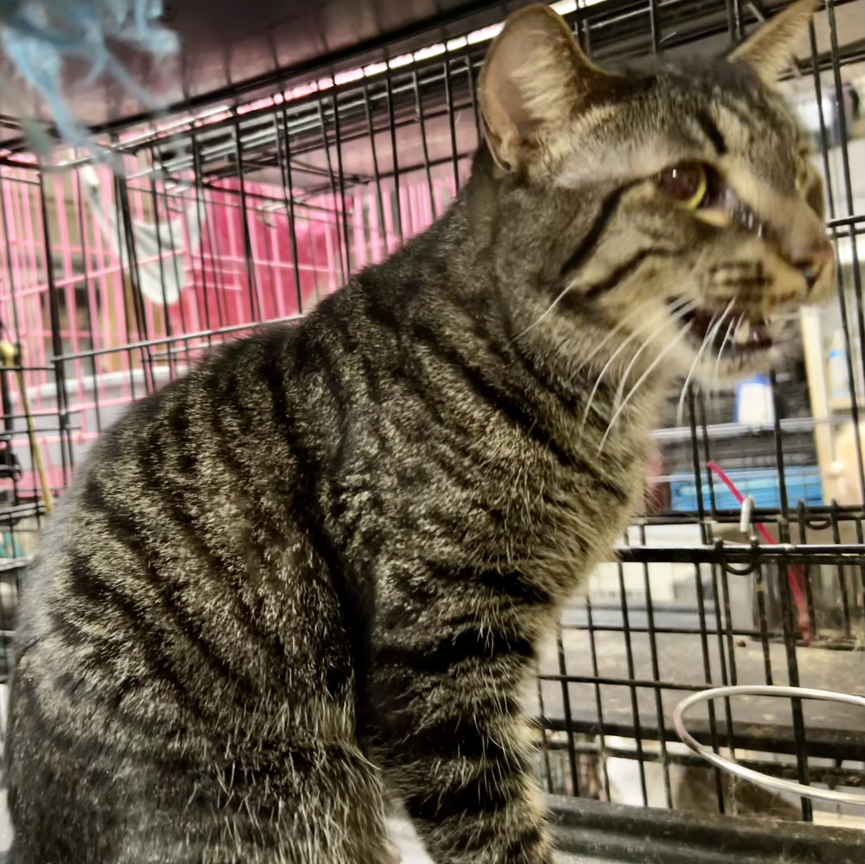 Tabitha, an adoptable American Shorthair, British Shorthair in New Orleans, LA, 70175 | Photo Image 6