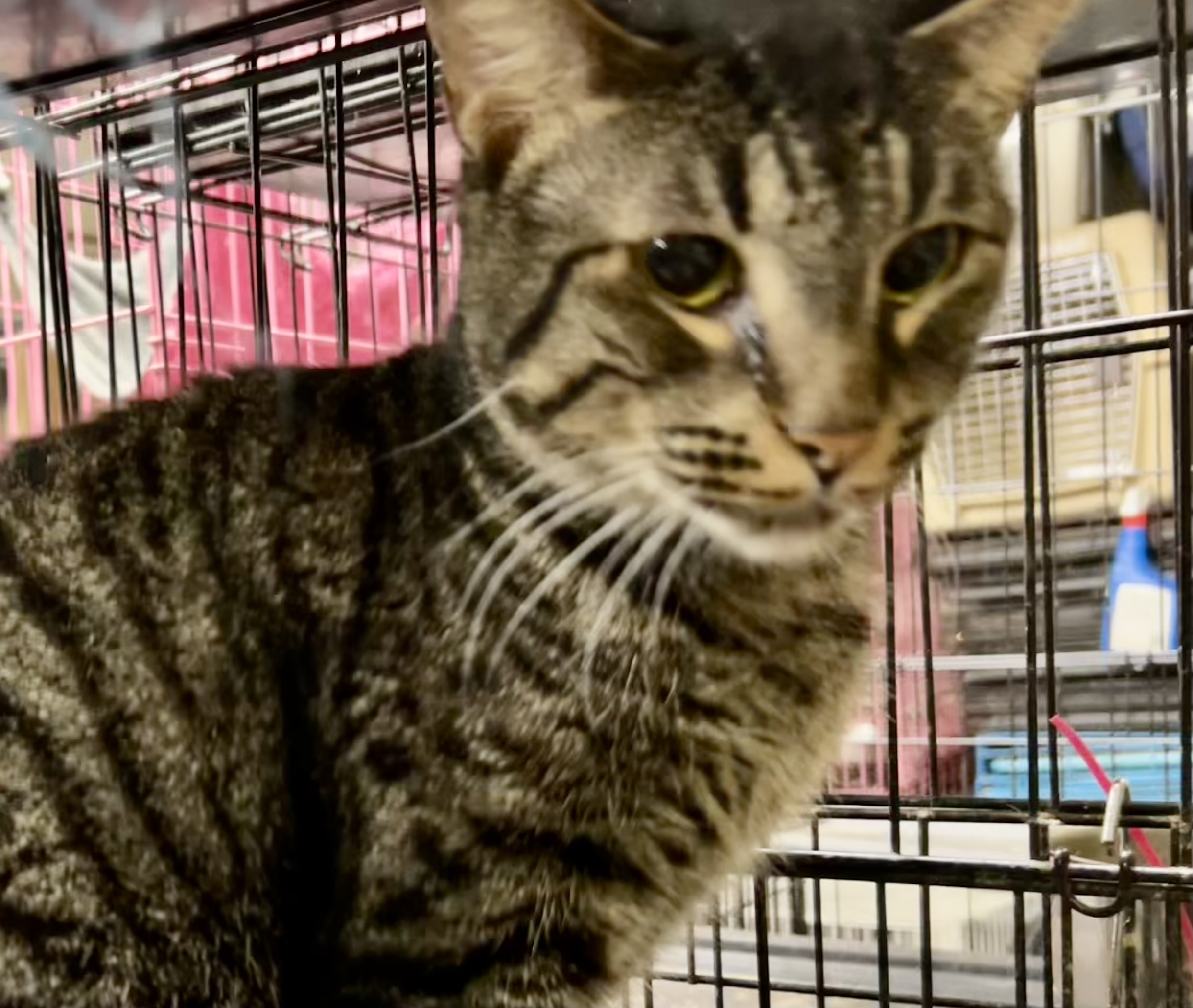 Tabitha, an adoptable American Shorthair, British Shorthair in New Orleans, LA, 70175 | Photo Image 5