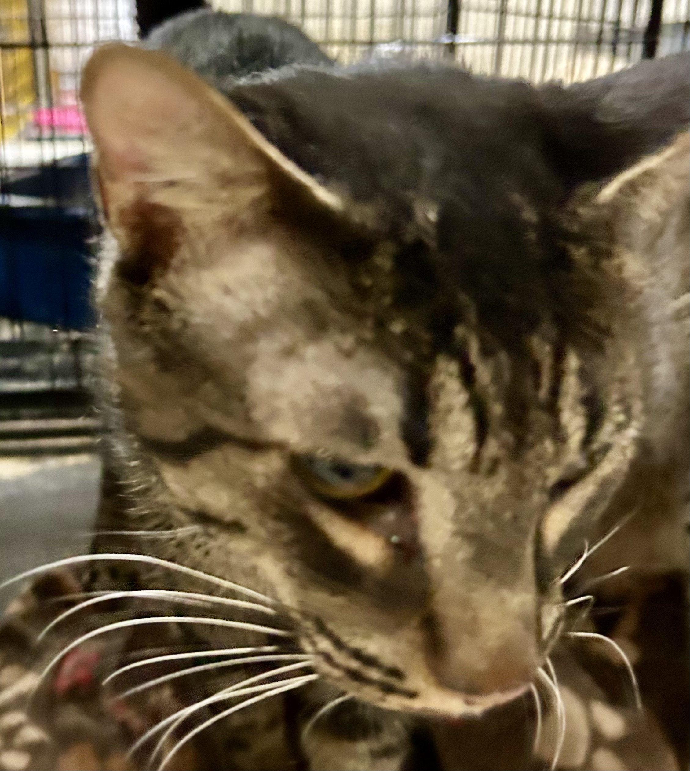 Tabitha, an adoptable American Shorthair, British Shorthair in New Orleans, LA, 70175 | Photo Image 3