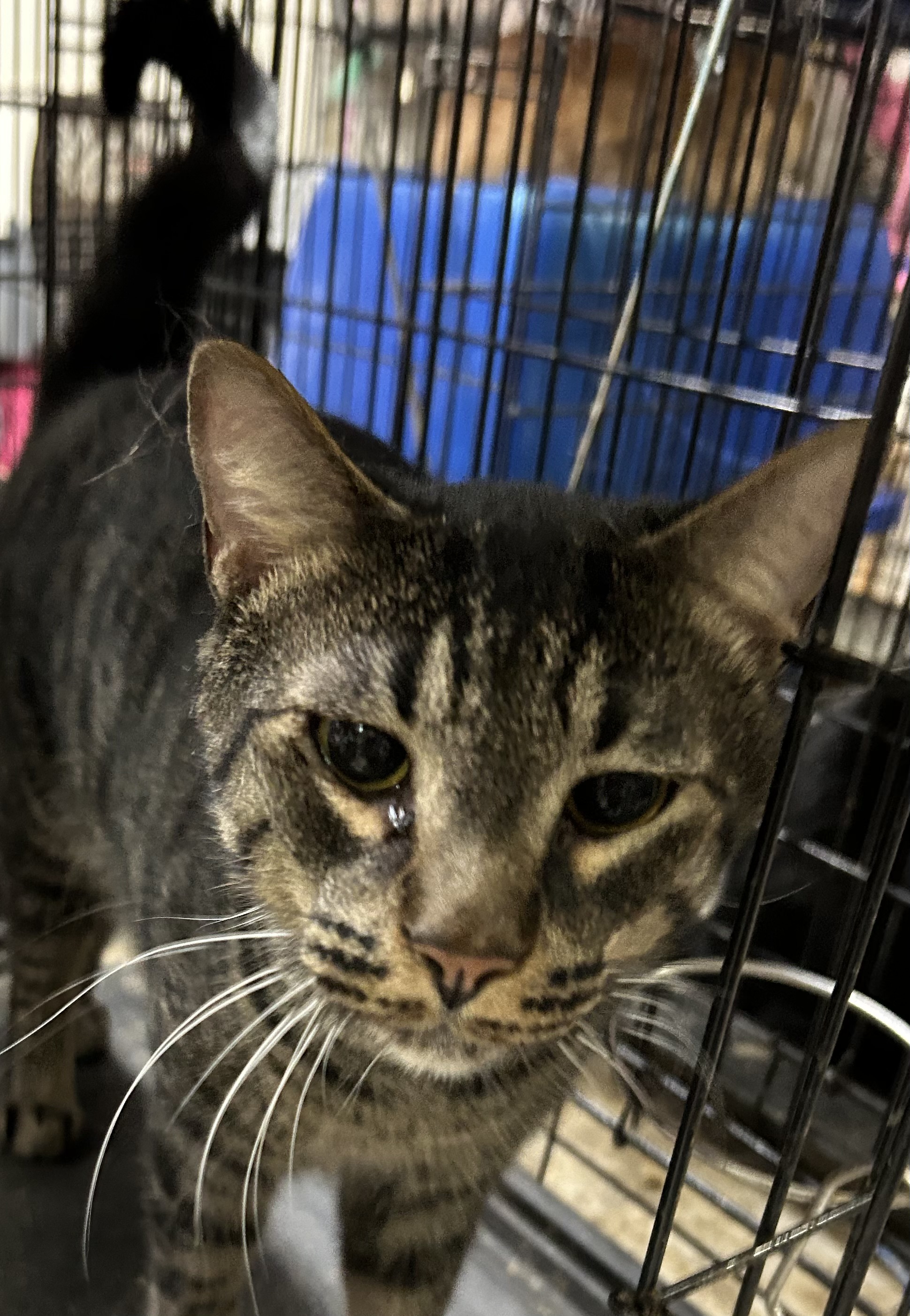 Tabitha, an adoptable American Shorthair, British Shorthair in New Orleans, LA, 70175 | Photo Image 4