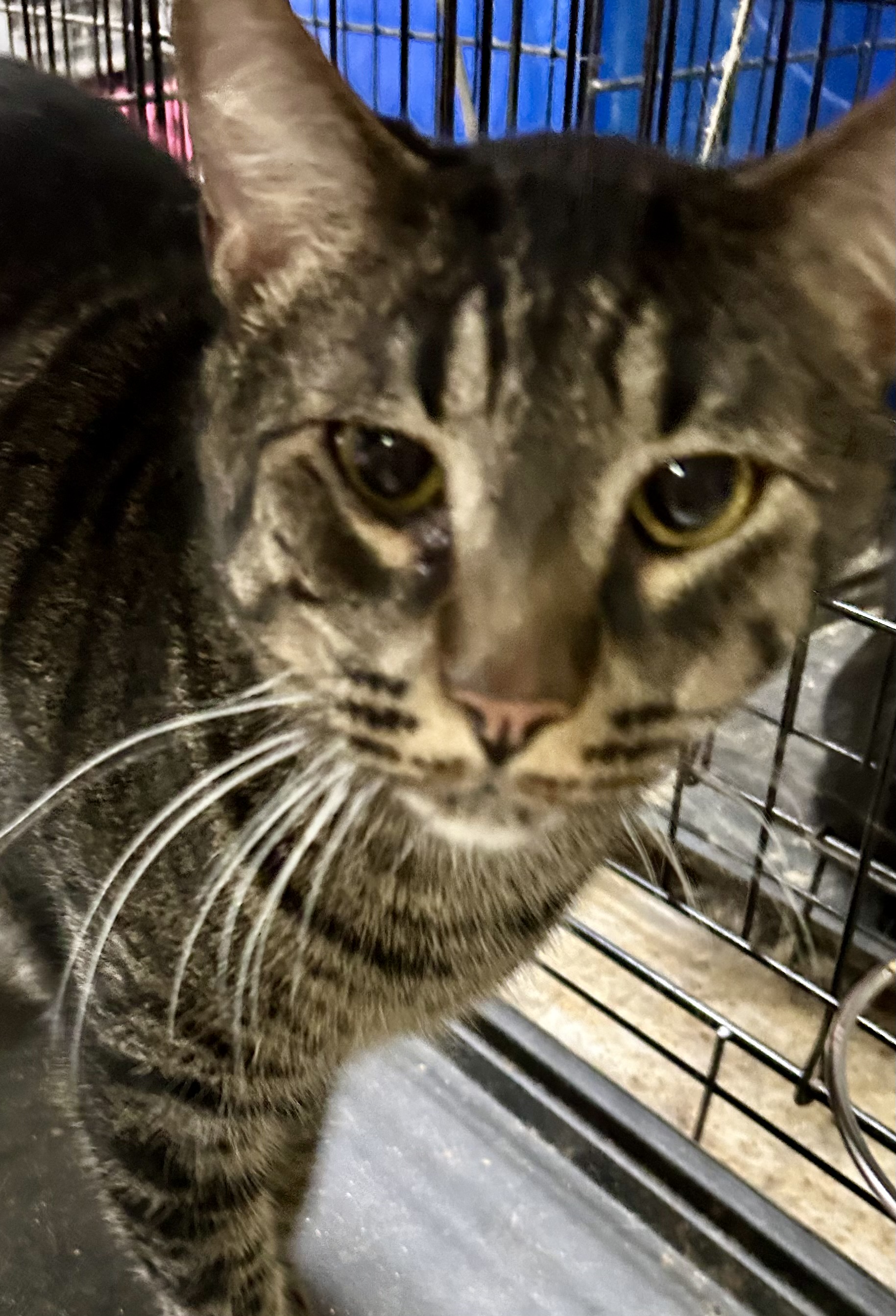 Tabitha, an adoptable American Shorthair, British Shorthair in New Orleans, LA, 70175 | Photo Image 2