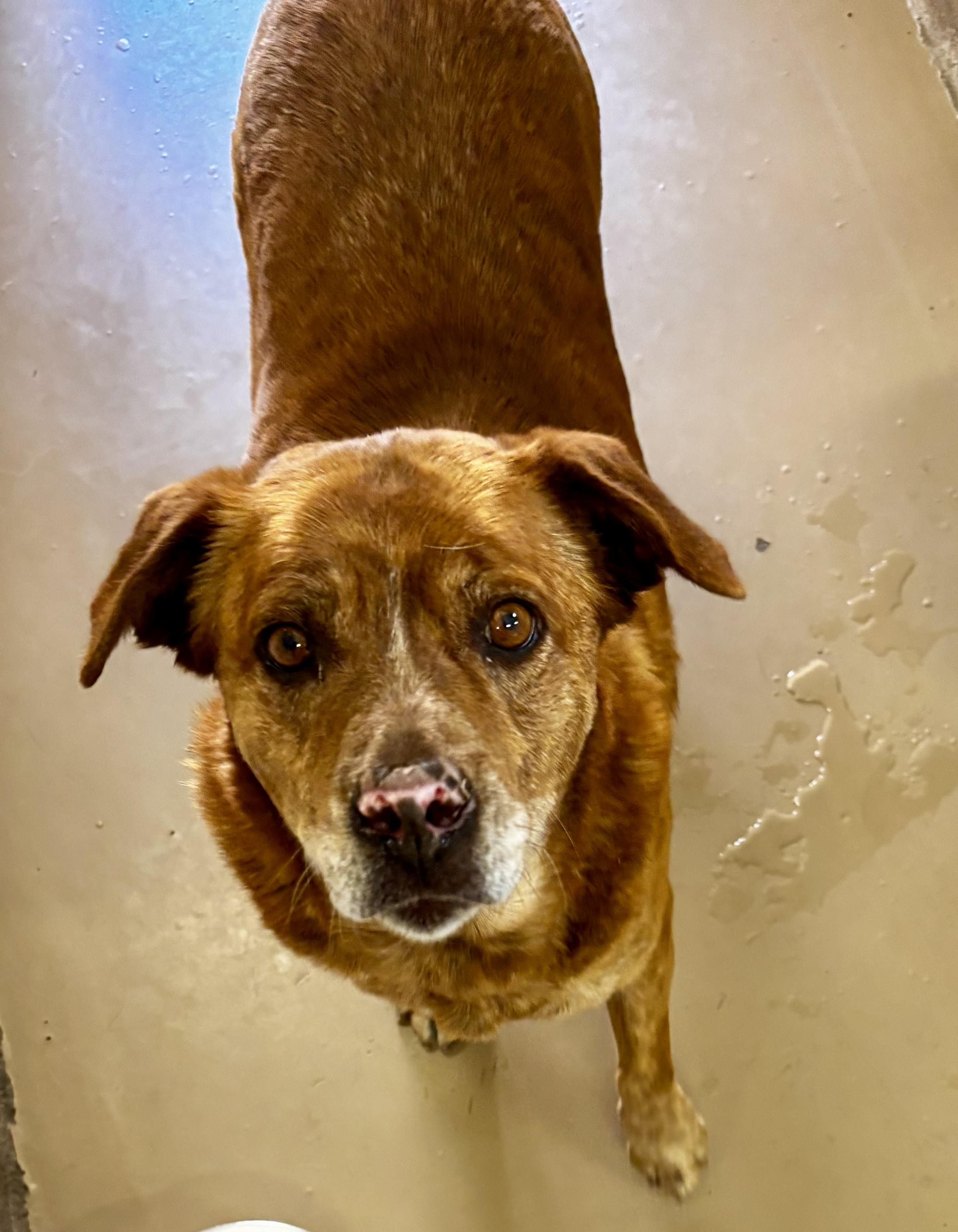 Enlarge Chula, a ADOPTABLE mixed breed in Sierra Vista, AZ image 1/1