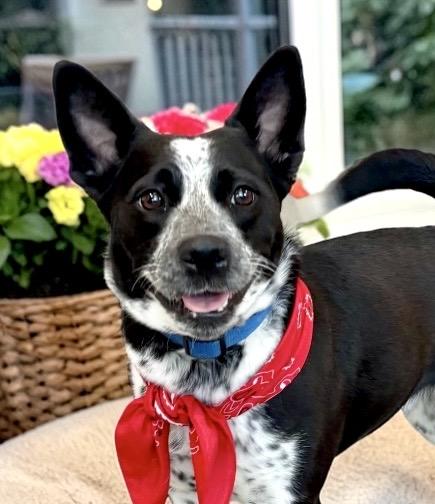 Enlarge Nami, a ADOPTABLE mixed breed in Perry, IA image 1/6