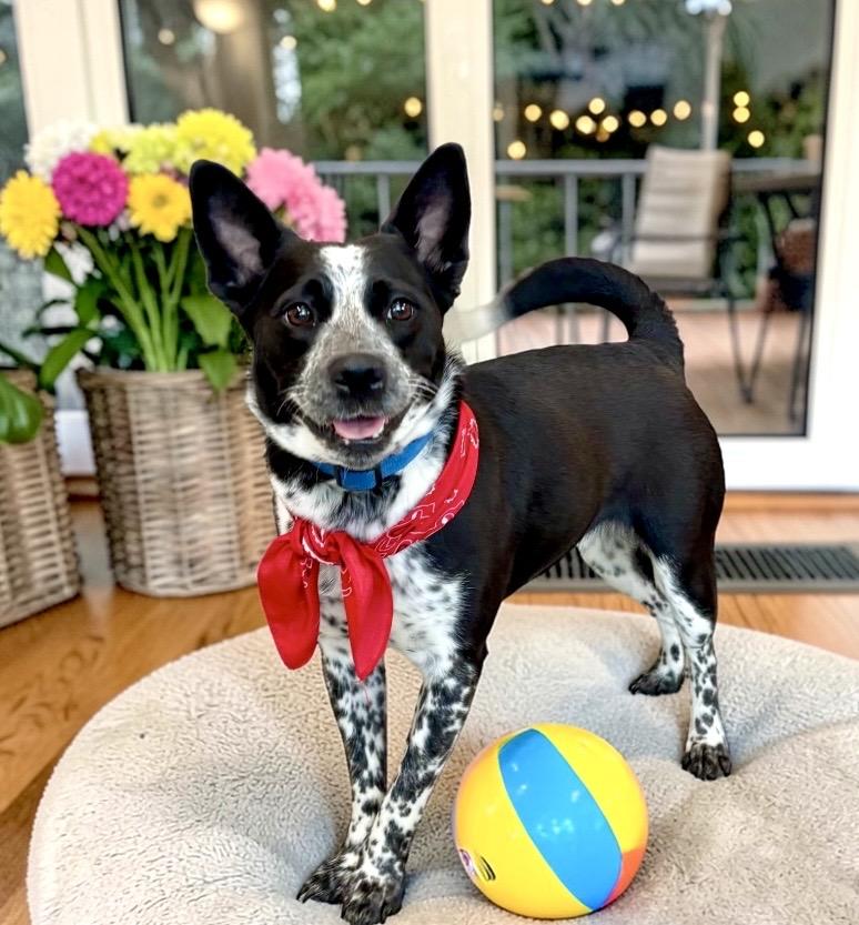 Enlarge Nami, a ADOPTABLE mixed breed in Perry, IA image 2/6