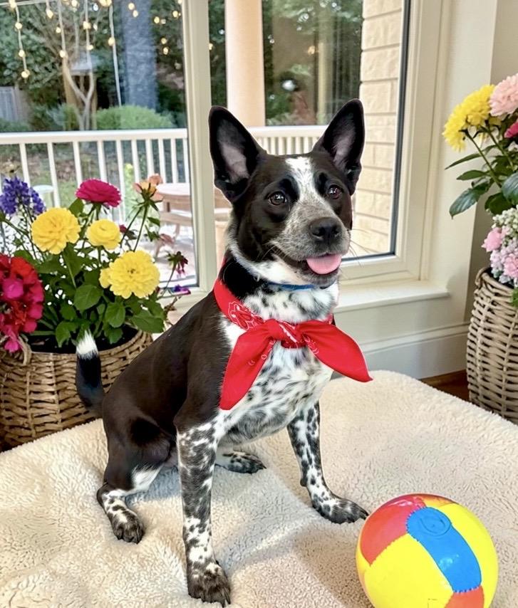 Enlarge Nami, a ADOPTABLE mixed breed in Perry, IA image 3/6