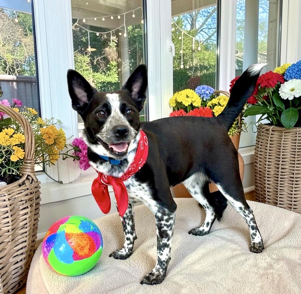 Enlarge Nami, a ADOPTABLE mixed breed in Perry, IA image 4/6