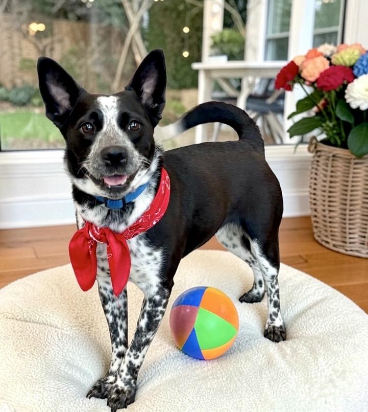 Enlarge Nami, a ADOPTABLE mixed breed in Perry, IA image 5/6