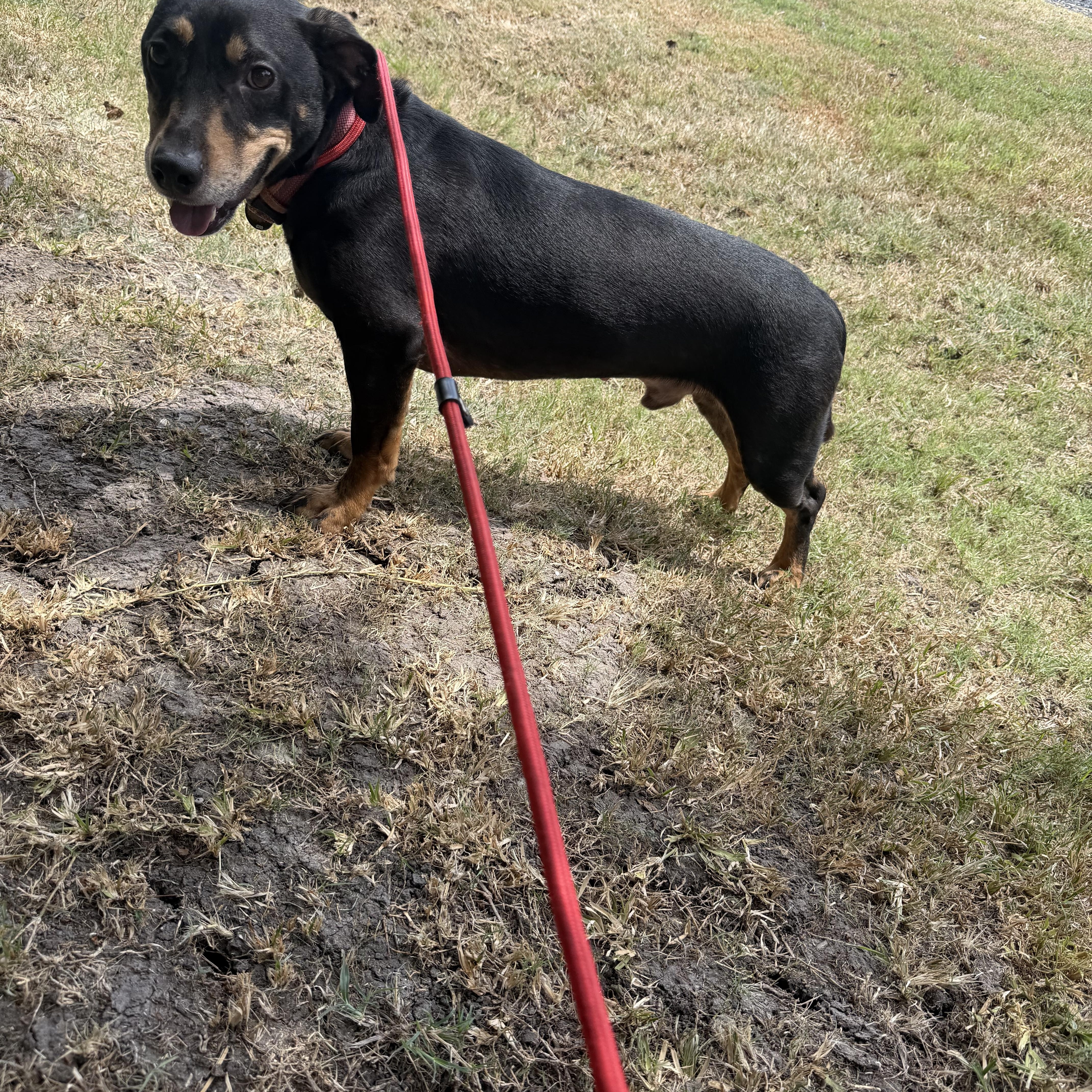 Whiskey, ADOPTABLE, Adult Male Dachshund.