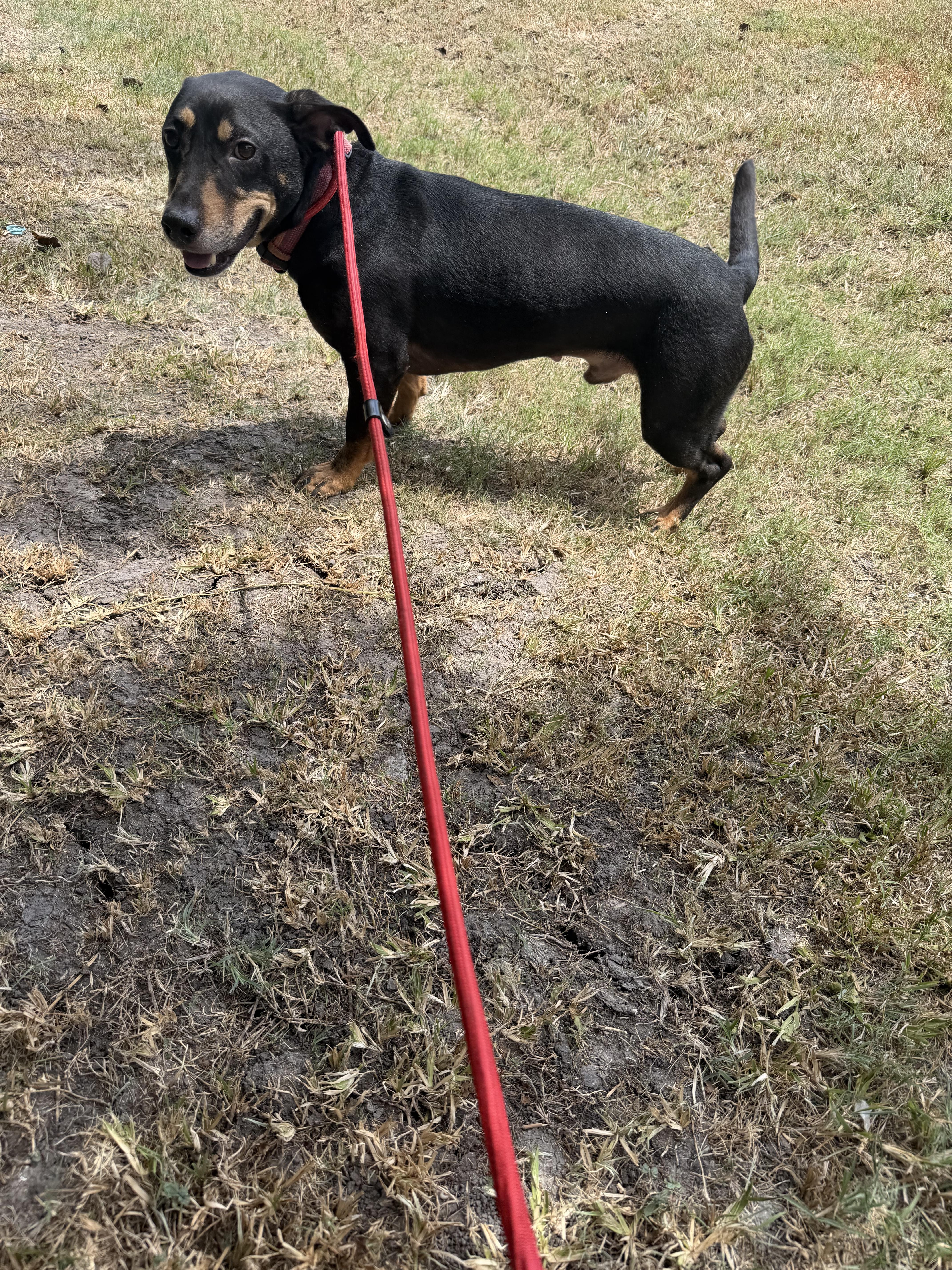 Enlarge Whiskey, a ADOPTABLE Dachshund in Westerly, RI image 3/4