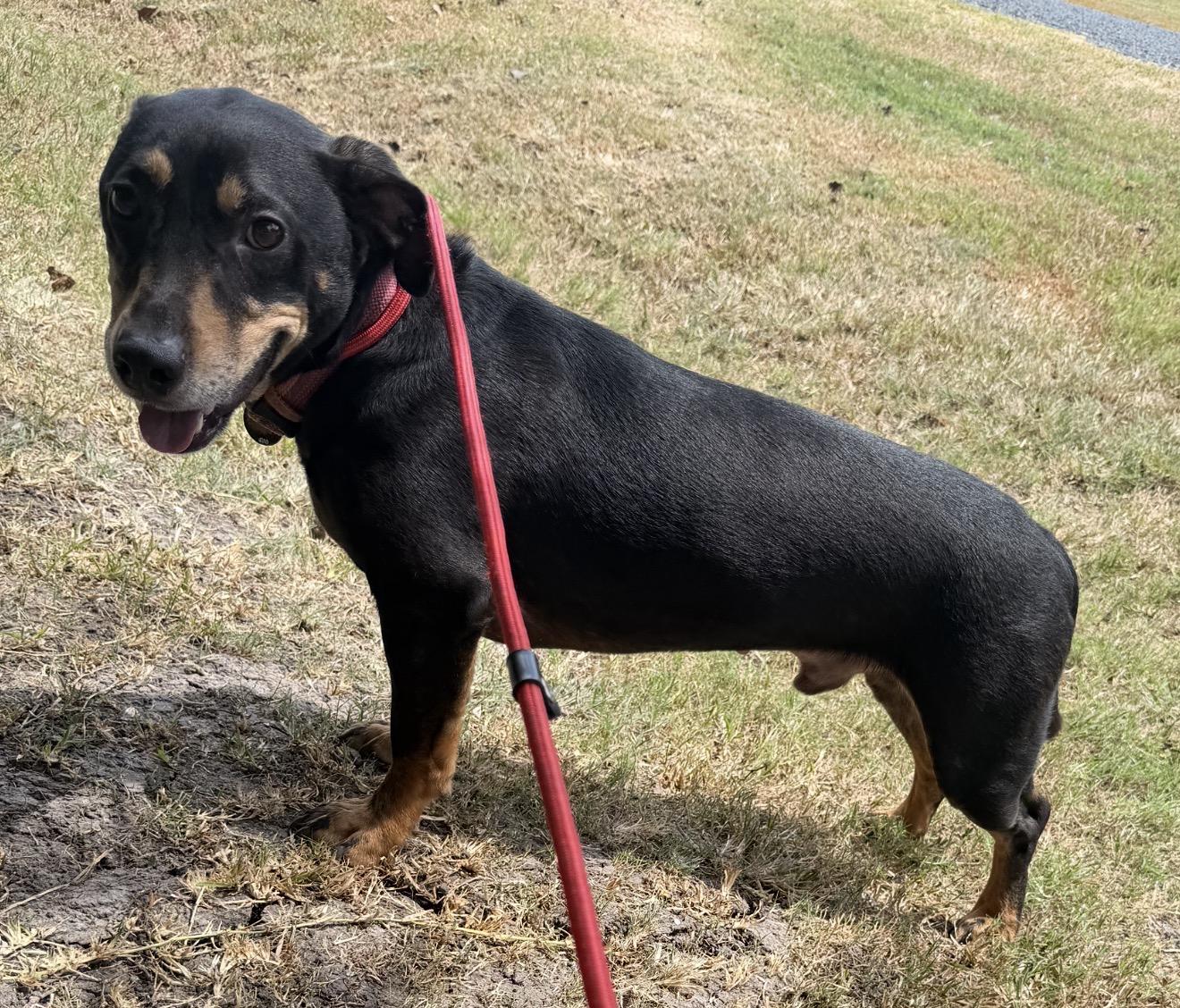 Enlarge Whiskey, a ADOPTABLE Dachshund in Westerly, RI image 4/4