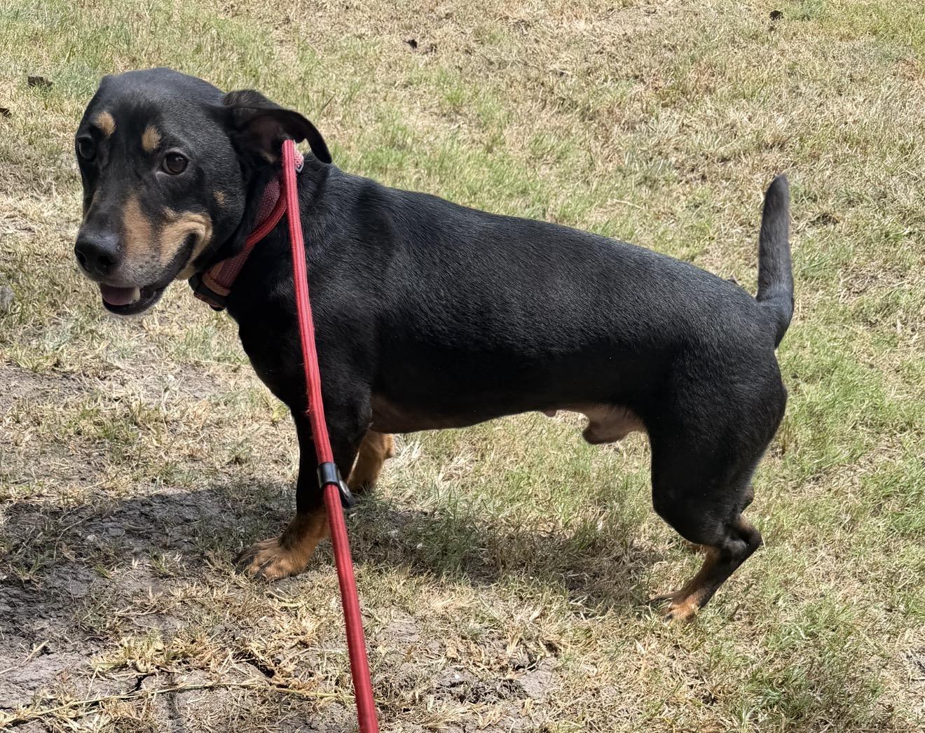 Enlarge Whiskey, a ADOPTABLE Dachshund in Westerly, RI image 2/4