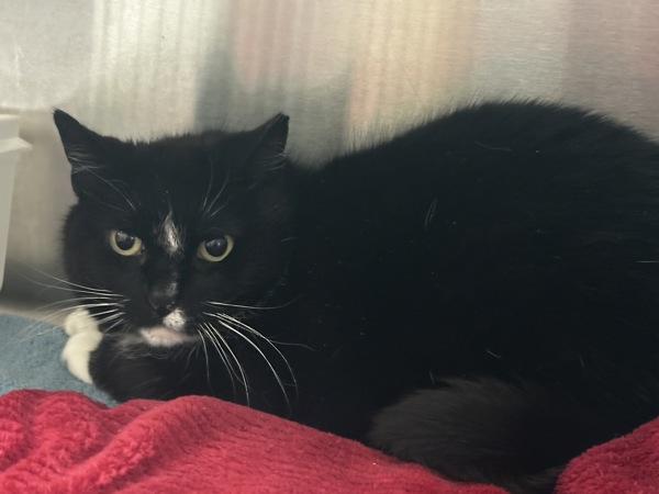 Plaisty, Adoptable, Adult Female Domestic Medium Hair.