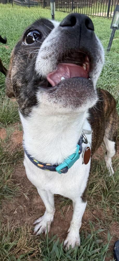 Calvin Booker--4940-Dallas, GA, a Adoptable Boston Terrier in Maryville, TN image 1/4