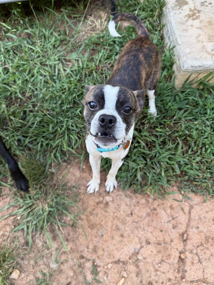 Calvin Booker--4940-Dallas, GA, a Adoptable Boston Terrier in Maryville, TN image 2/4