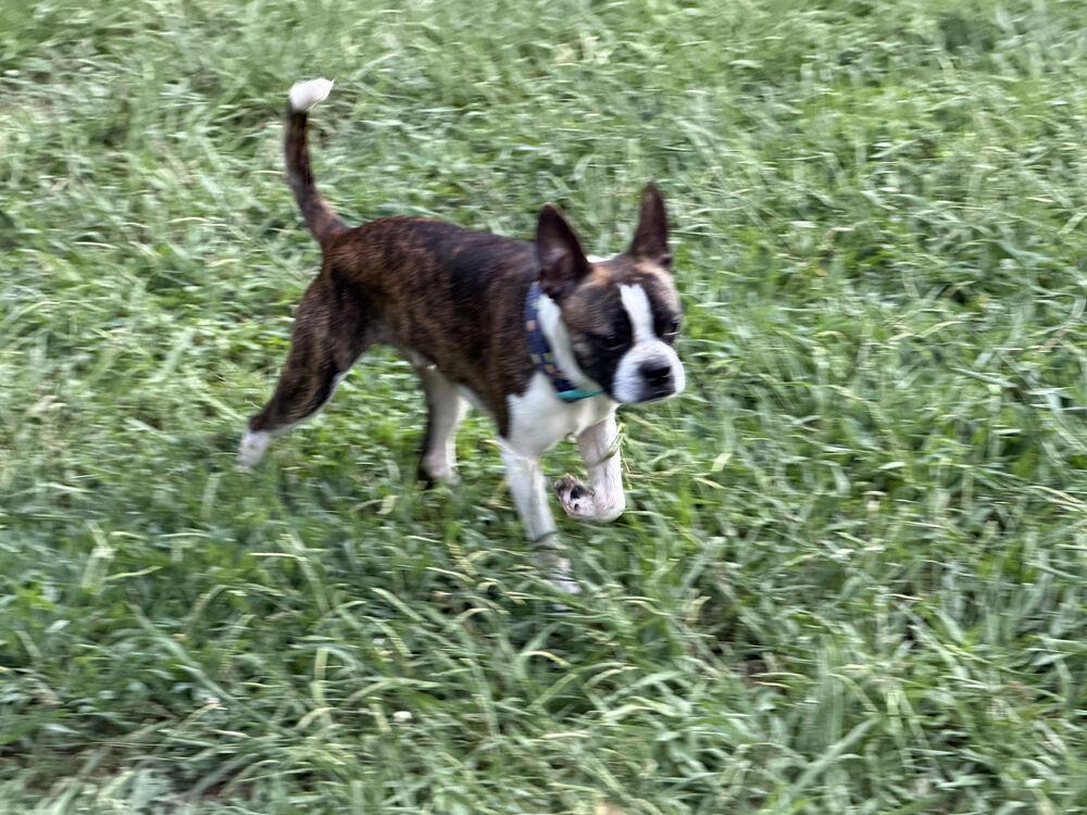 Calvin Booker--4940-Dallas, GA, a Adoptable Boston Terrier in Maryville, TN image 4/4
