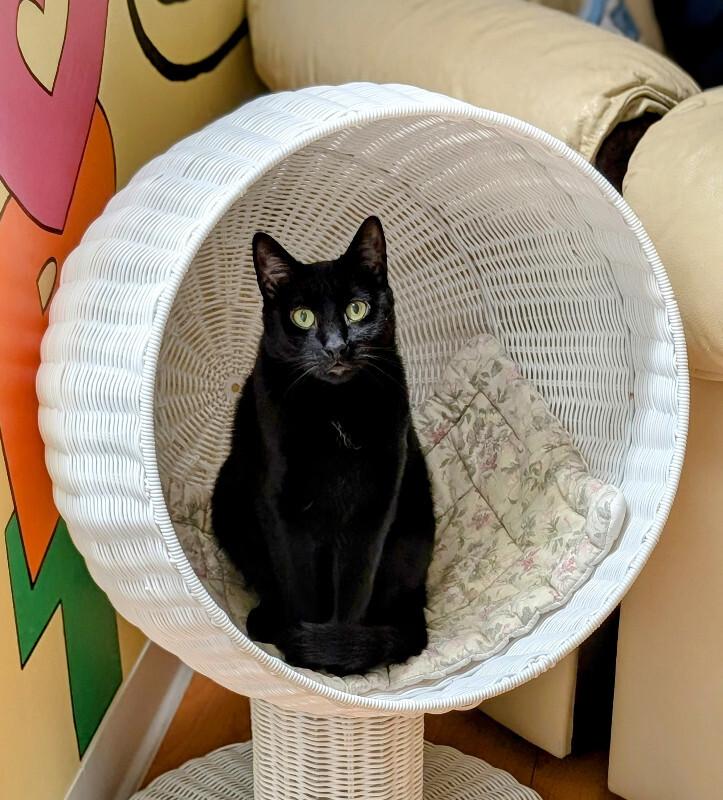 Enlarge Lily, a Adoptable Domestic Short Hair in Colmar, PA image 1/6