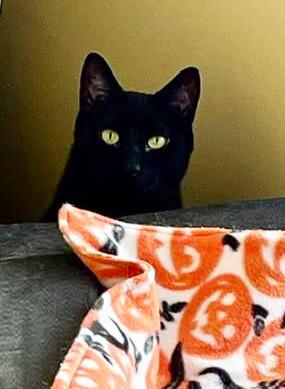 Enlarge Lily, a Adoptable Domestic Short Hair in Colmar, PA image 1/6