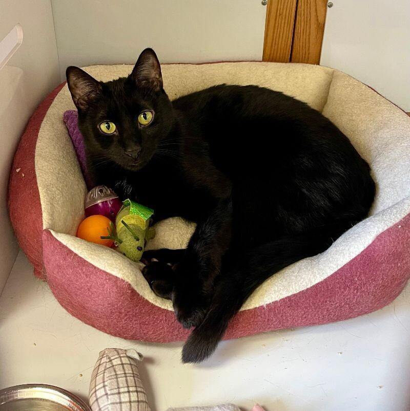 Enlarge Lily, a Adoptable Domestic Short Hair in Colmar, PA image 2/6