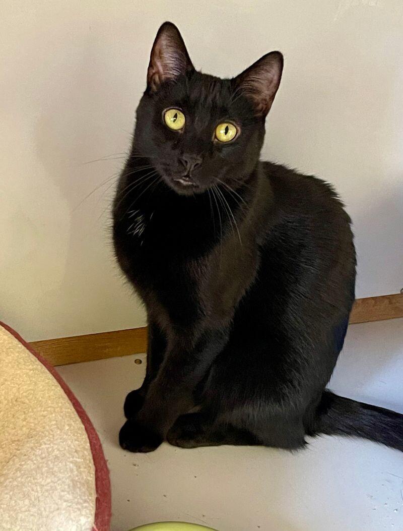 Enlarge Lily, a Adoptable Domestic Short Hair in Colmar, PA image 3/6