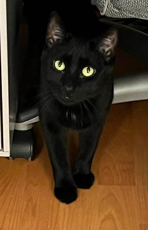 Enlarge Lily, a Adoptable Domestic Short Hair in Colmar, PA image 4/6