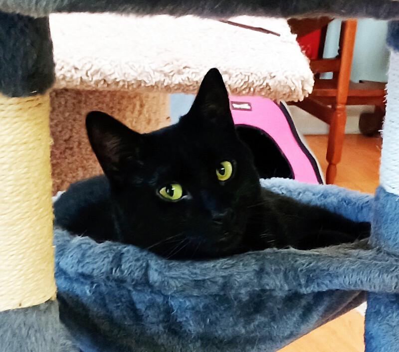 Enlarge Lily, a Adoptable Domestic Short Hair in Colmar, PA image 3/6