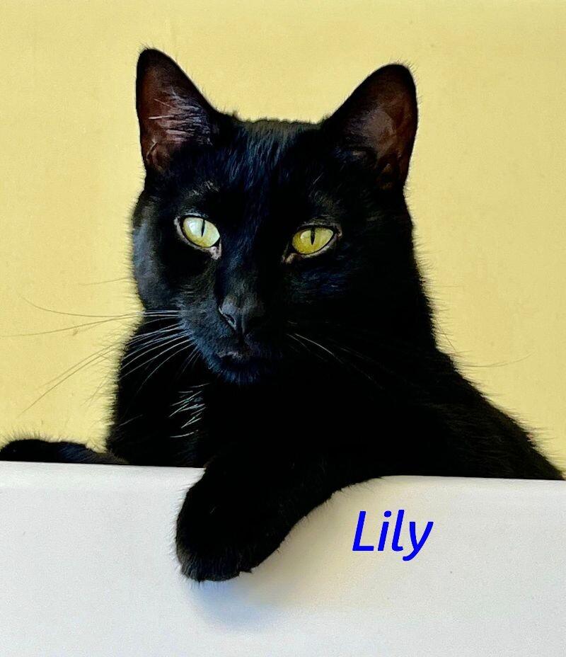 Enlarge Lily, a Adoptable Domestic Short Hair in Colmar, PA image 5/6