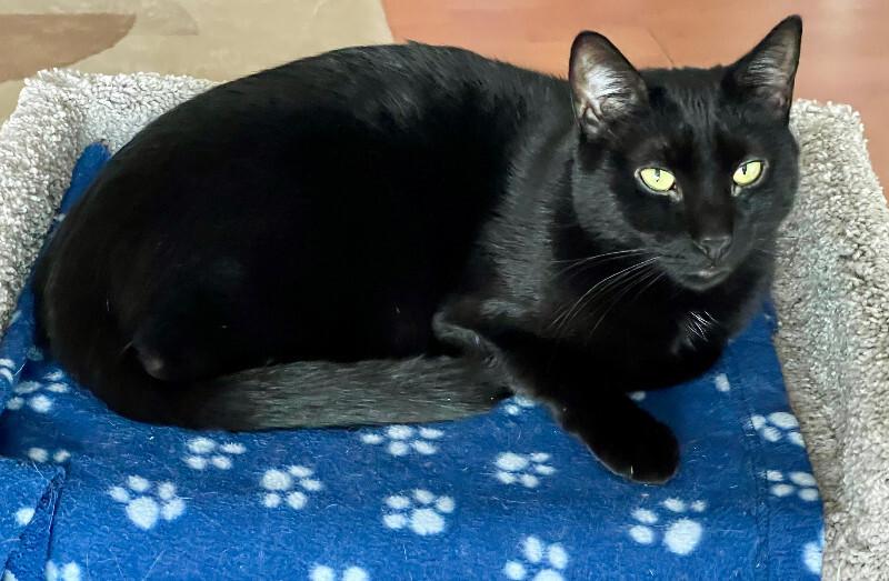 Enlarge Lily, a Adoptable Domestic Short Hair in Colmar, PA image 5/6