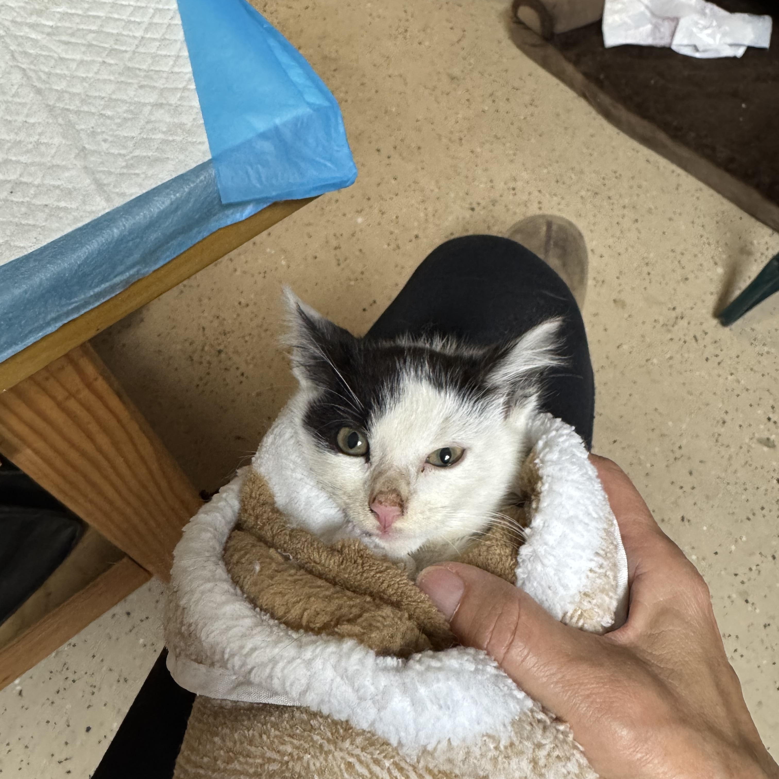 Lucy, Adoptable, Kitten Female Domestic Short Hair.