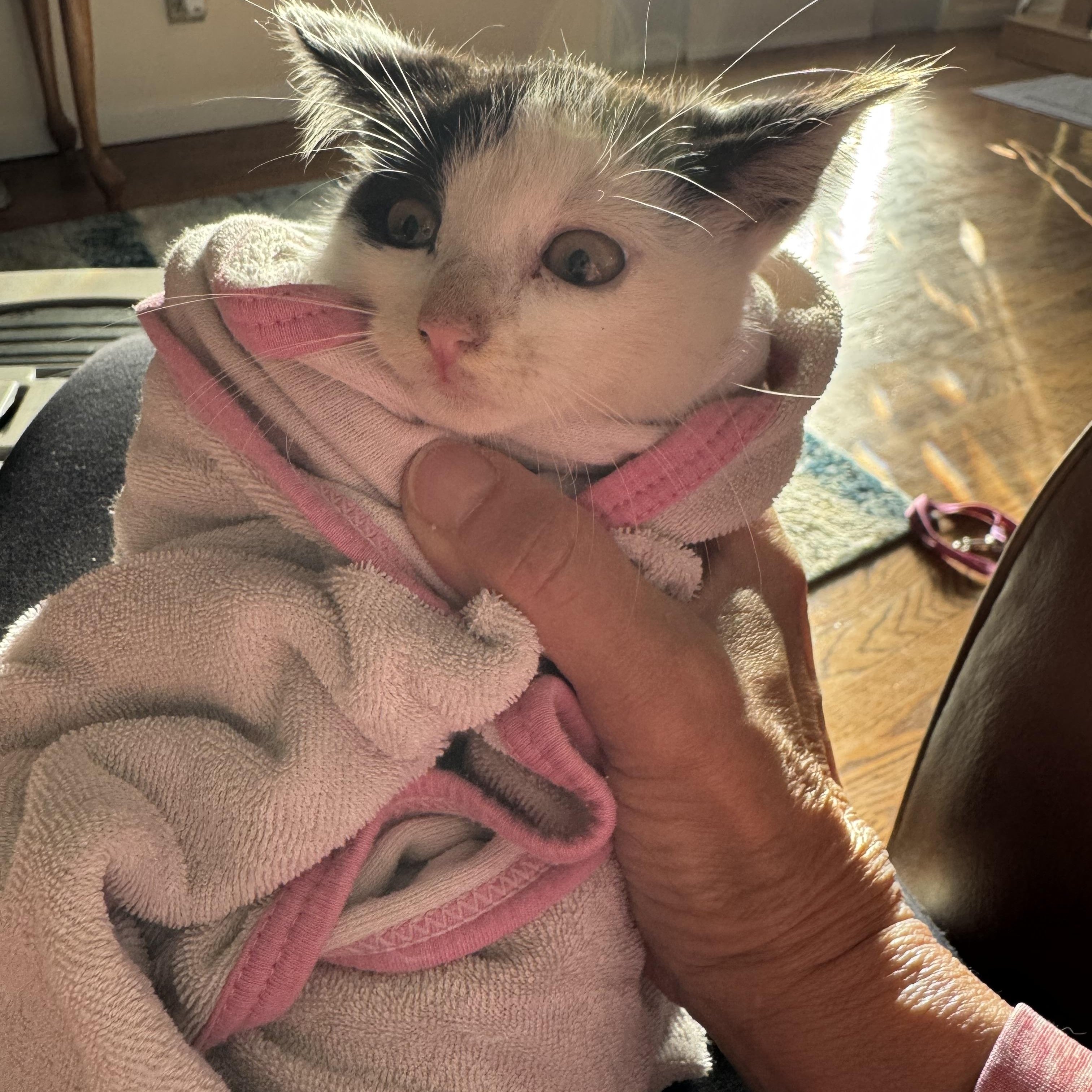 Enlarge Lucy, a Adoptable Domestic Short Hair in Brick, NJ image 4/5