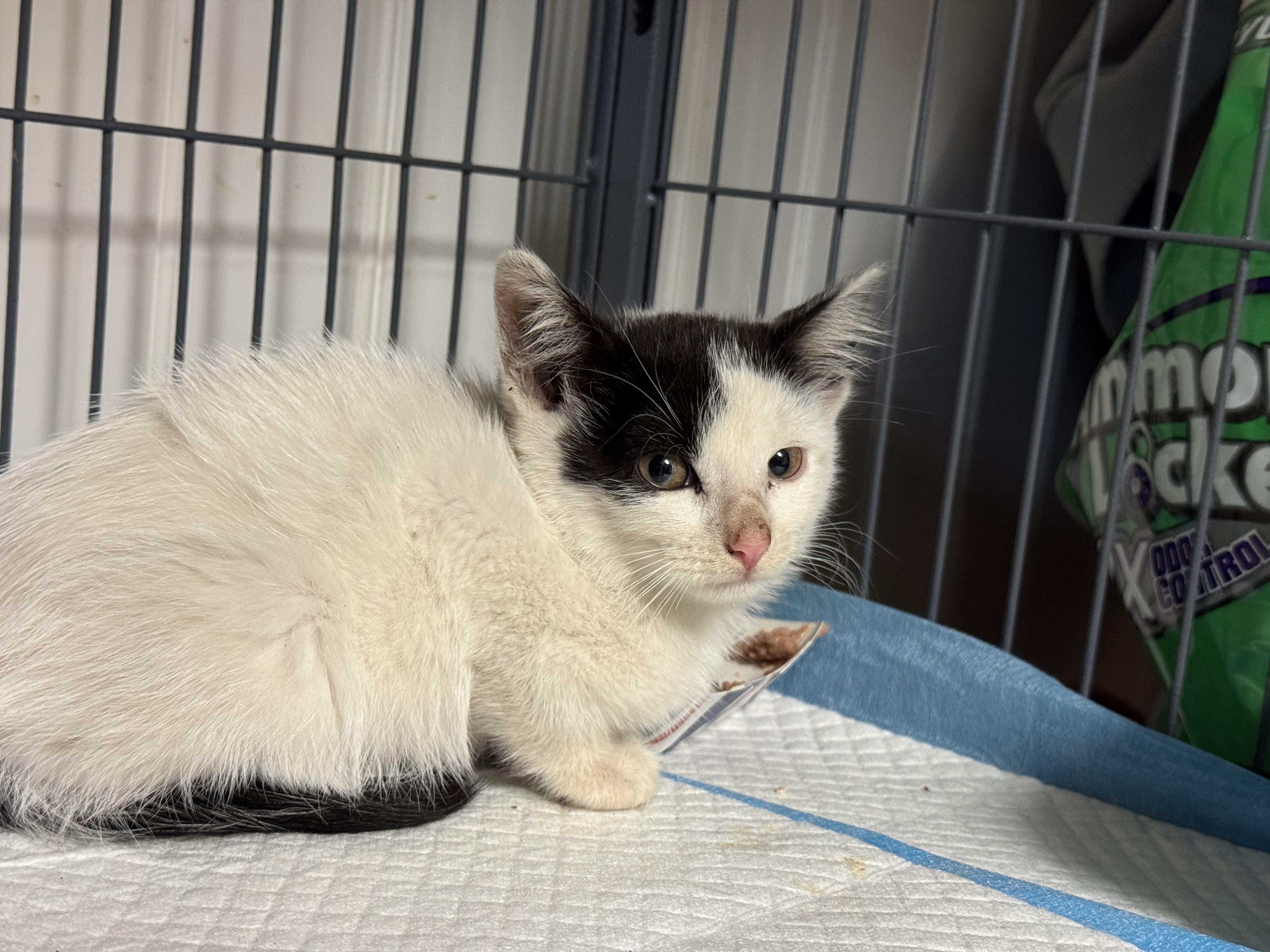 Enlarge Lucy, a Adoptable Domestic Short Hair in Brick, NJ image 5/5