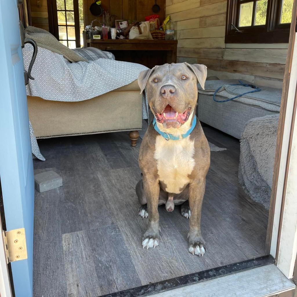 Enlarge Abe, a Adoptable American Staffordshire Terrier in Lompoc, CA image 2/6