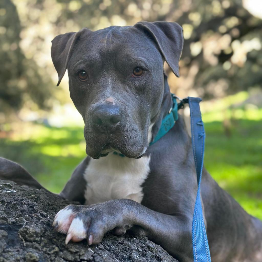 Enlarge Abe, a Adoptable American Staffordshire Terrier in Lompoc, CA image 3/6