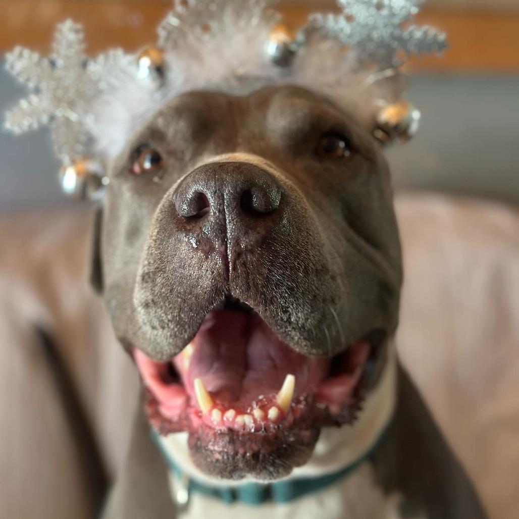 Enlarge Abe, a Adoptable American Staffordshire Terrier in Lompoc, CA image 6/6