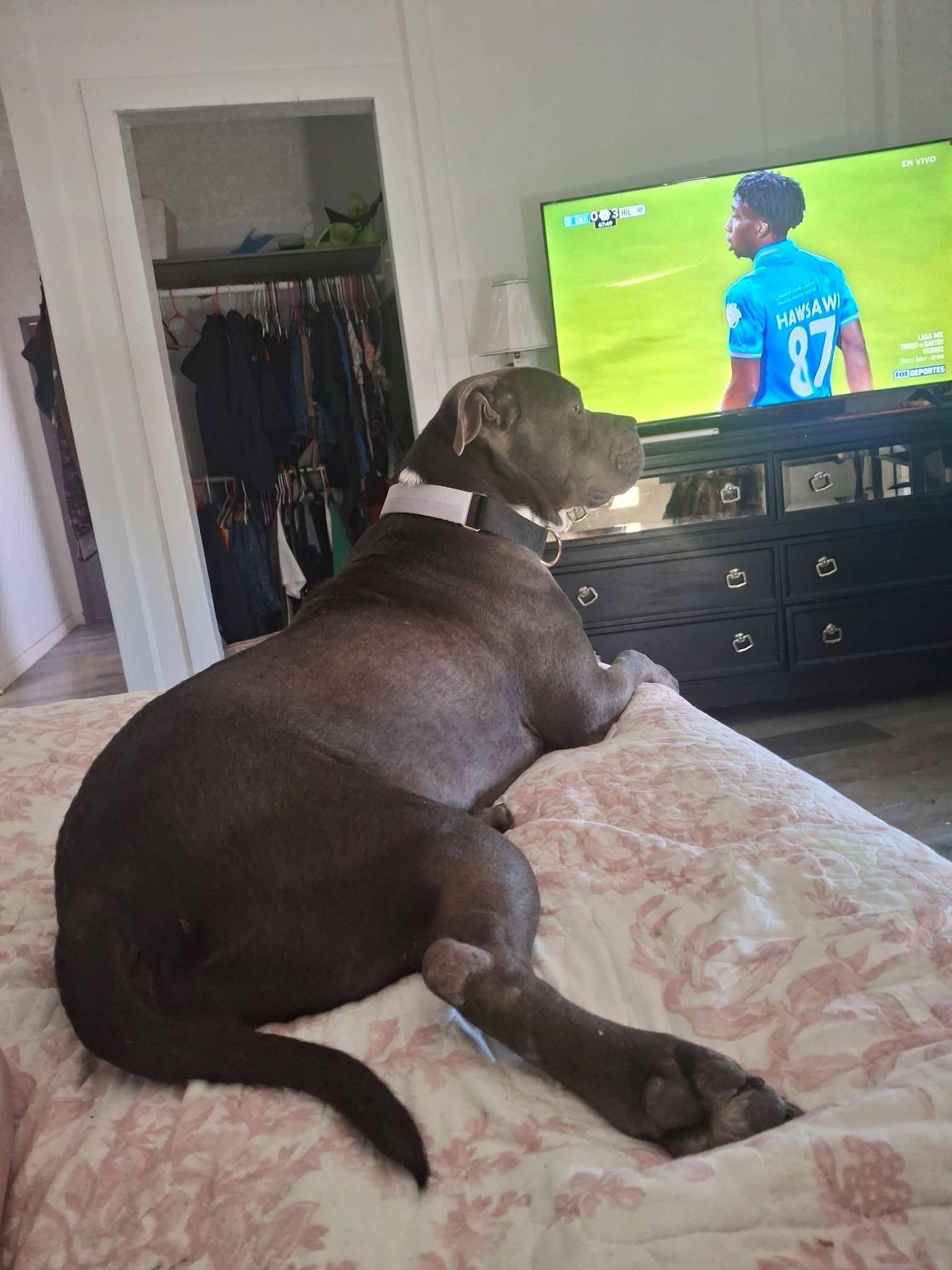 Shadow, a Adoptable American Staffordshire Terrier in Cincinnati , OH image 6/6