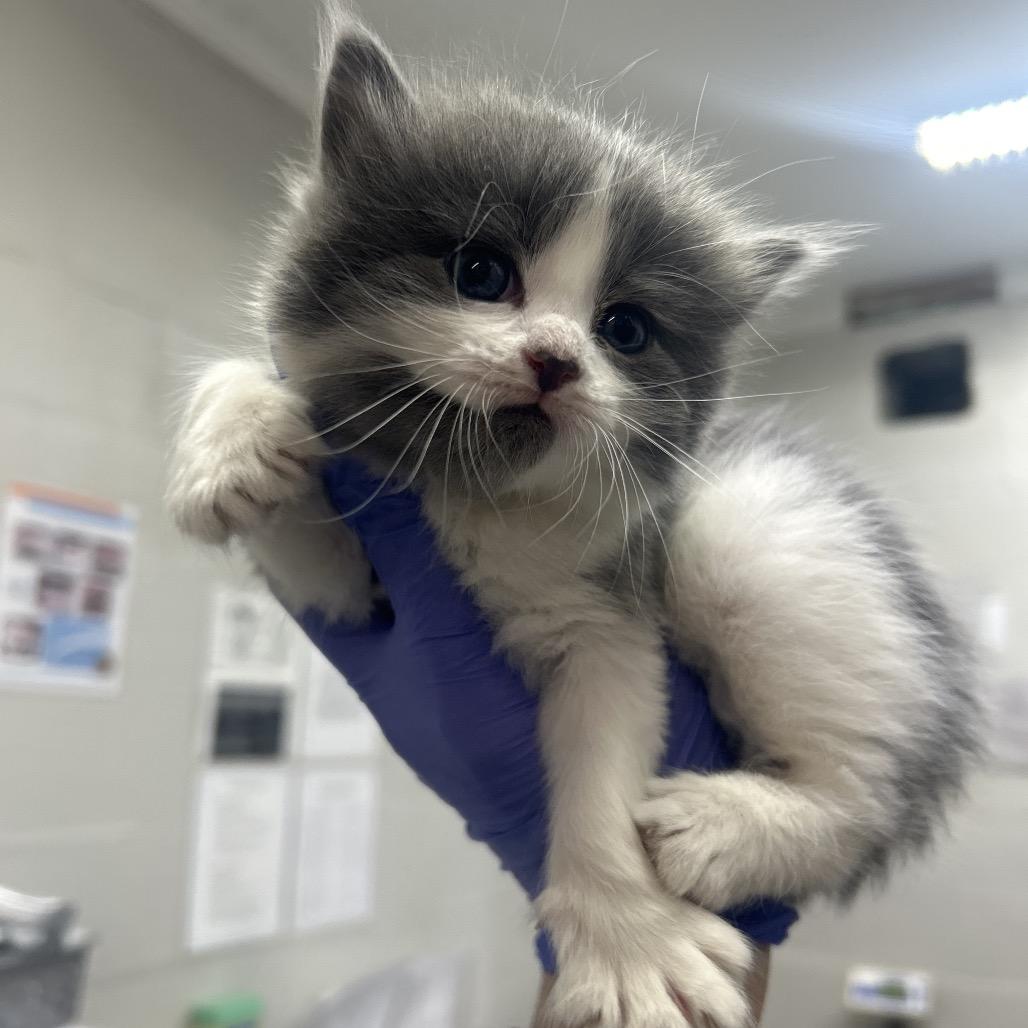 Enlarge Hazel, a Adoptable Domestic Short Hair in Clanton, AL image 1/1