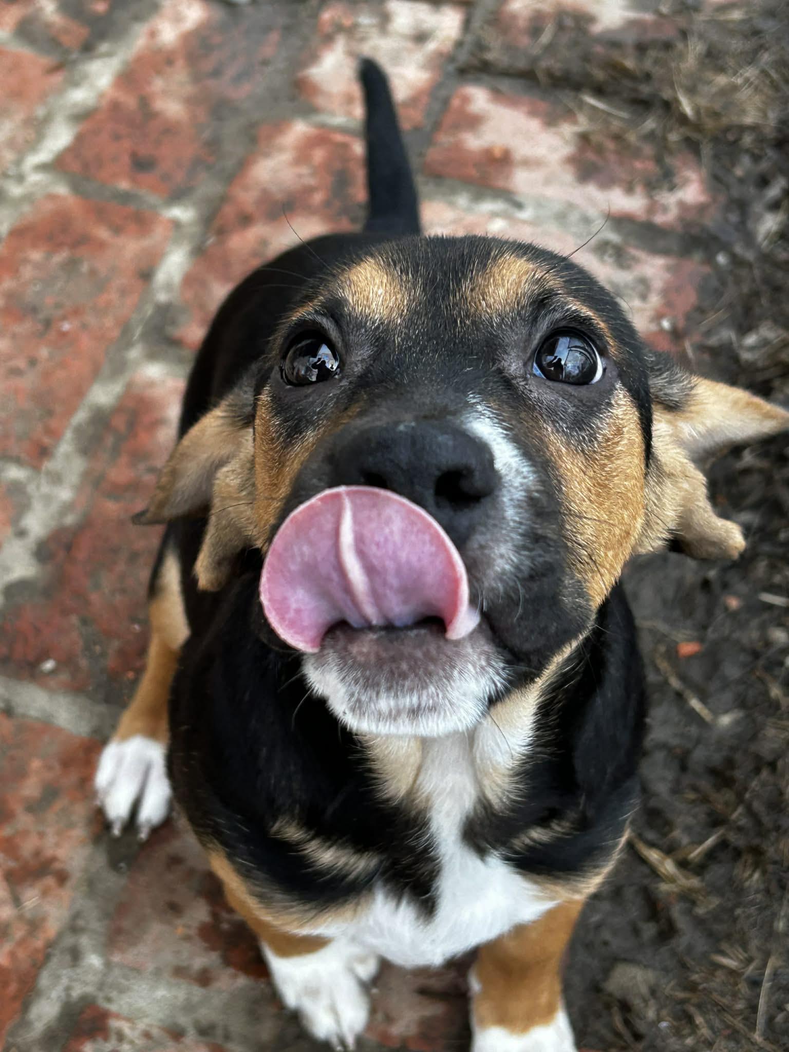 Enlarge Buzz, a ADOPTABLE mixed breed in Brunswick, OH image 2/2