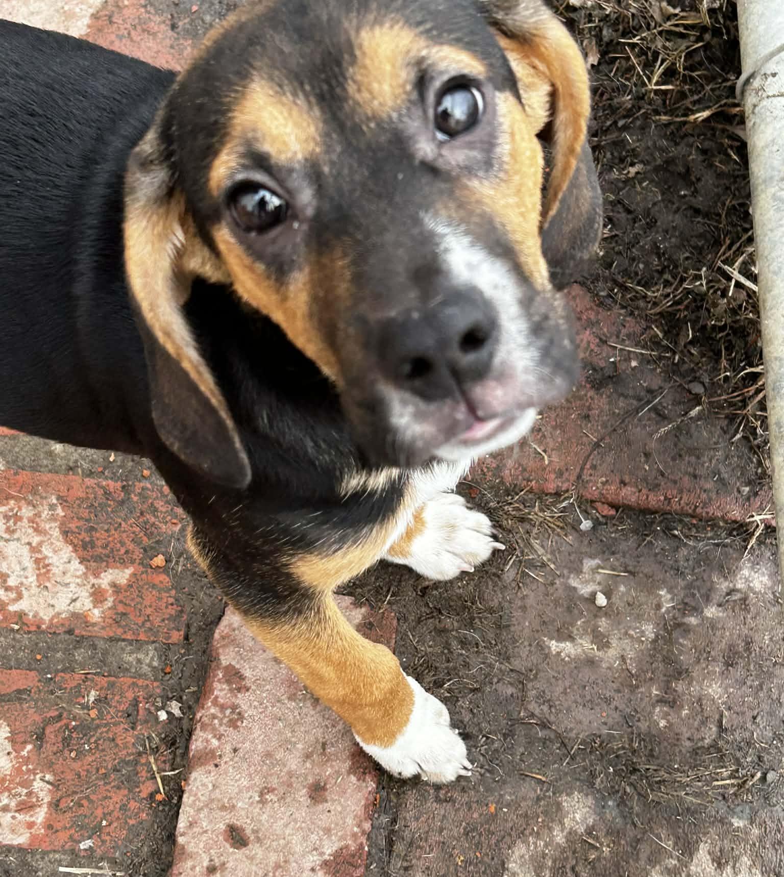 Buzz, ADOPTABLE, Puppy Male Beagle.
