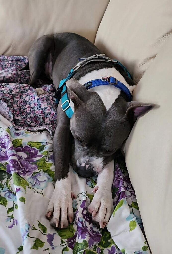 Enlarge Stormy, a ADOPTABLE mixed breed in St Petersburg, FL image 2/4