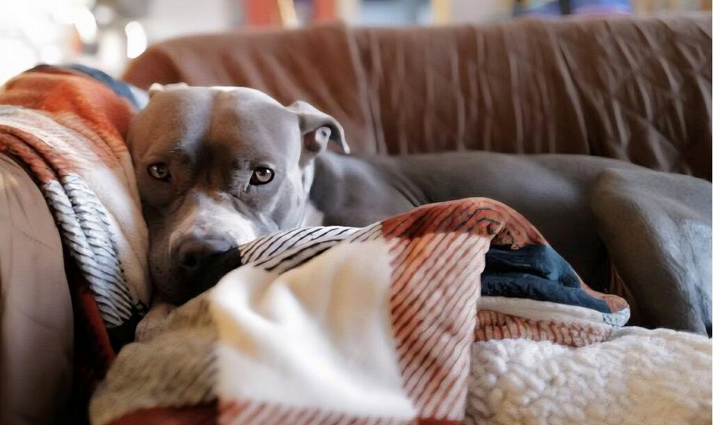 Enlarge Stormy, a ADOPTABLE mixed breed in St Petersburg, FL image 1/4